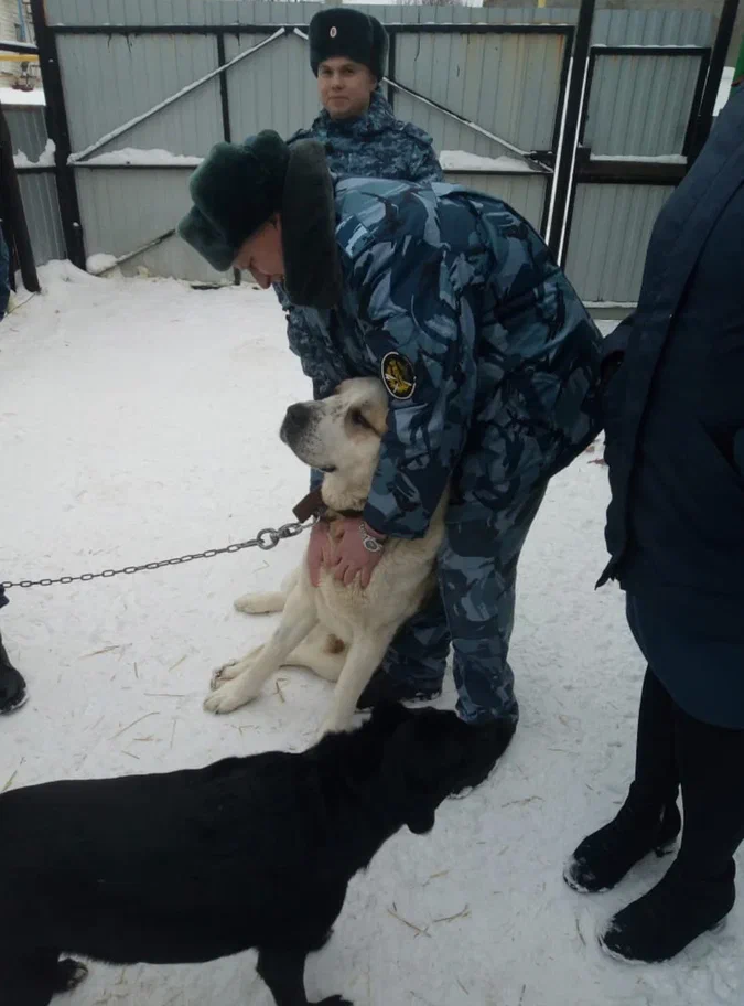 Фото В Новосибирске показали, как работают кинологи и их собаки в региональном ГУФСИН 4